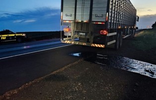 Caminhoneiro é indiciado por crime ambiental ao despejar dejetos em rodovia