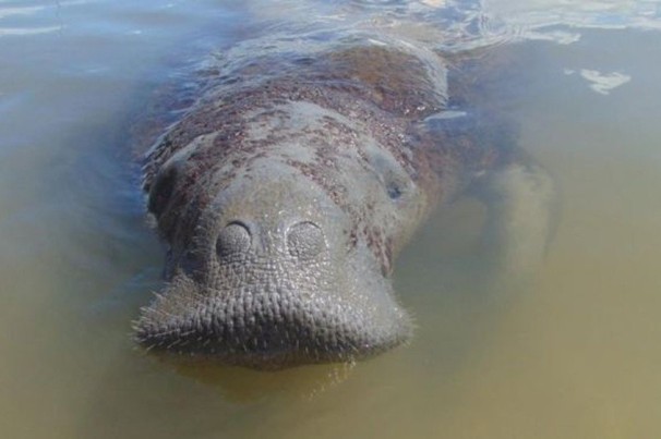 Astro, o peixe-boi que sobreviveu a 13 atropelamentos e agora está sob ameaça do petróleo no Nordeste