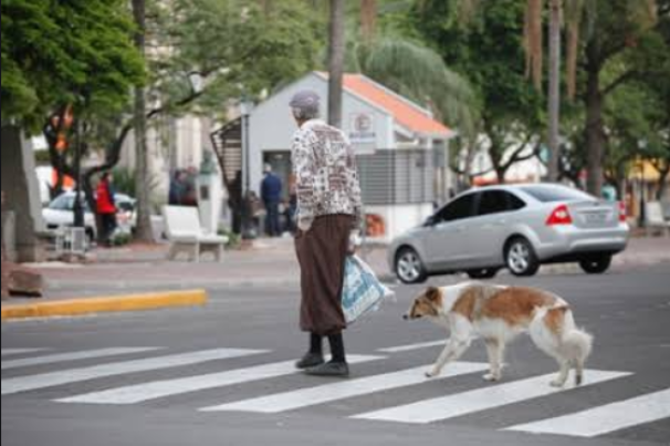 Saiba como sair às ruas com seu pet