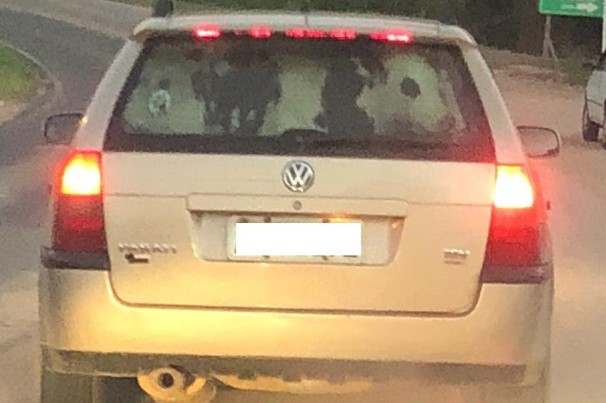 Vaca é flagrada sendo transportada dentro de carro em rodovia