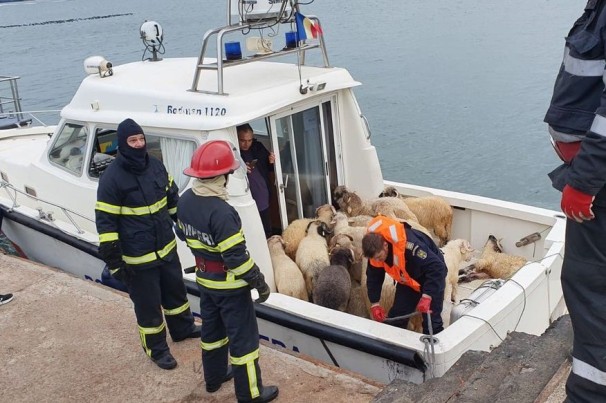 Navio com 14 mil ovelhas tomba no mar na costa da Romênia