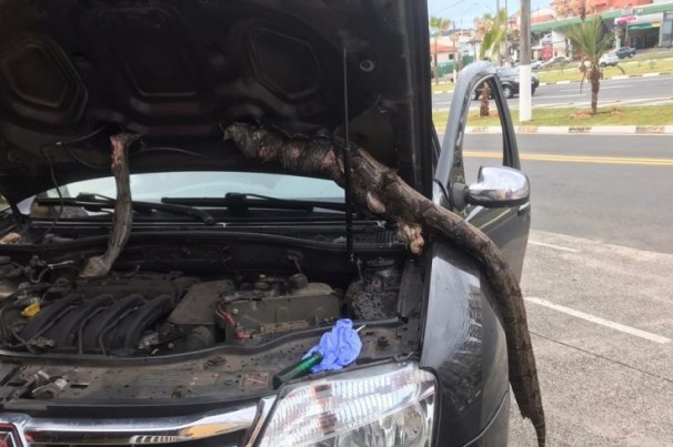 Motorista roda 650 quilômetros com jiboia em motor de carro: ‘Quase tive um treco’
