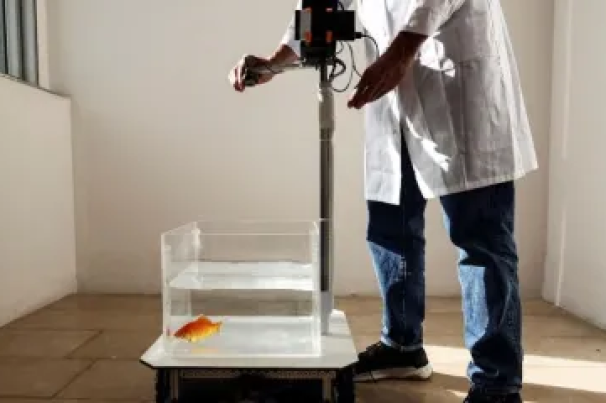 Cientistas descobrem peixinhos-dourados são capazes de aprender a dirigir