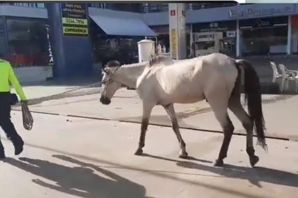 Agentes da Semob recolhem cavalo que foi abandonado na Epitácio Pessoa