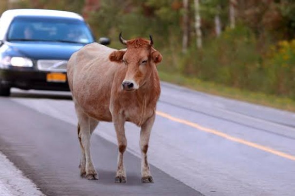 Matar ou ferir animais na direção do veículo pode virar crime de trânsito