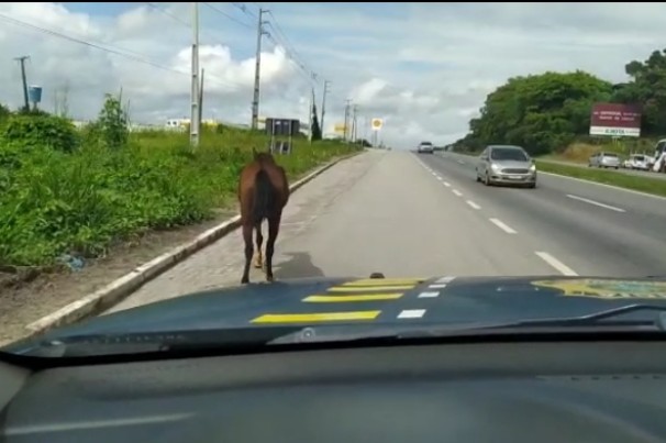 PRF acompanha cavalo por 3 Km para evitar colisão na BR-101