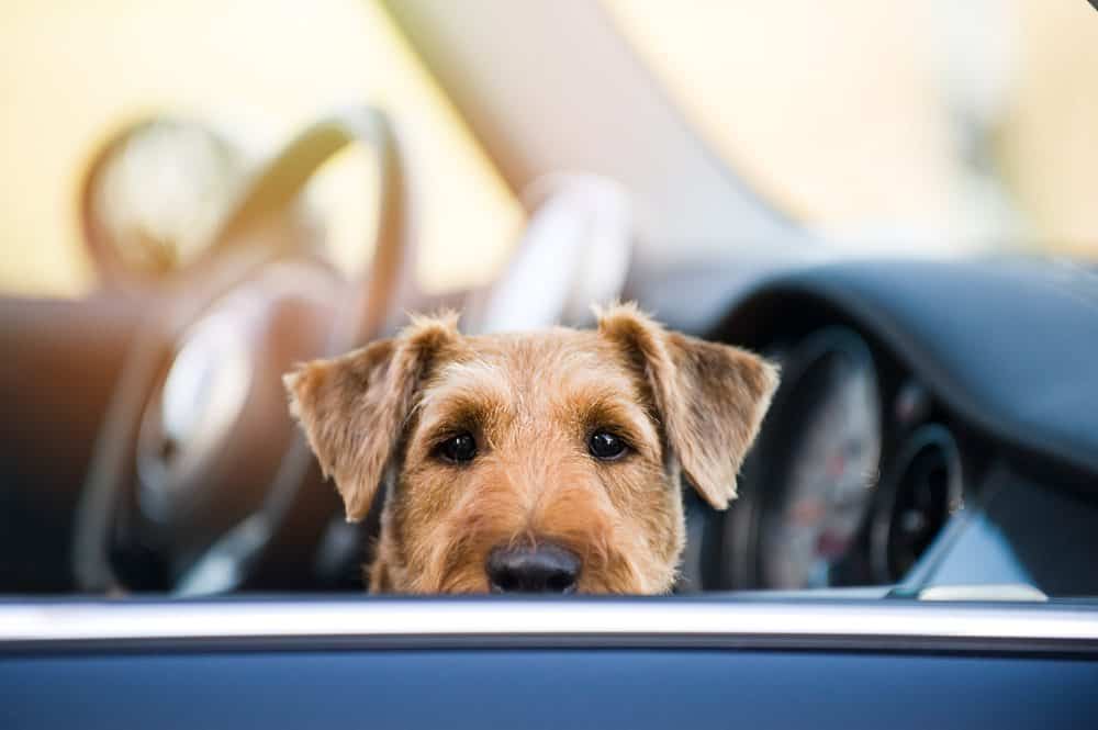 Animais: cuidado com o xixi, cocô e as unhas afiadas no seu carro
