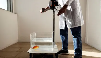 Cientistas descobrem peixinhos-dourados são capazes de aprender a dirigir