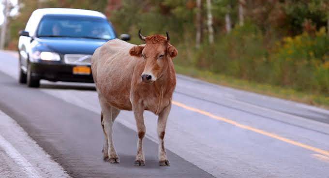 Matar ou ferir animais na direção do veículo pode virar crime de trânsito